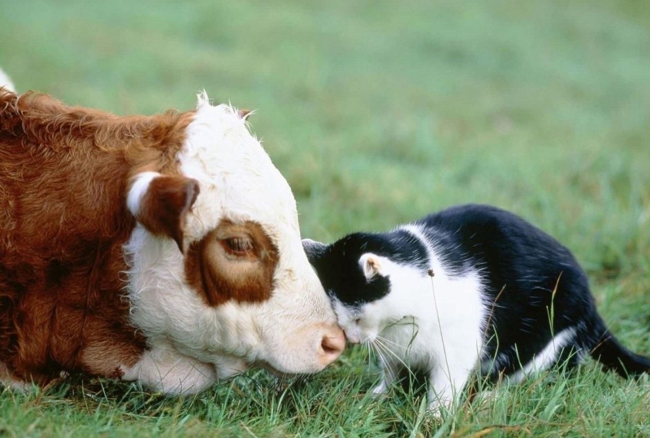 Котёнок и корова
