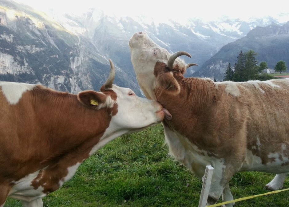 Корова облизывает