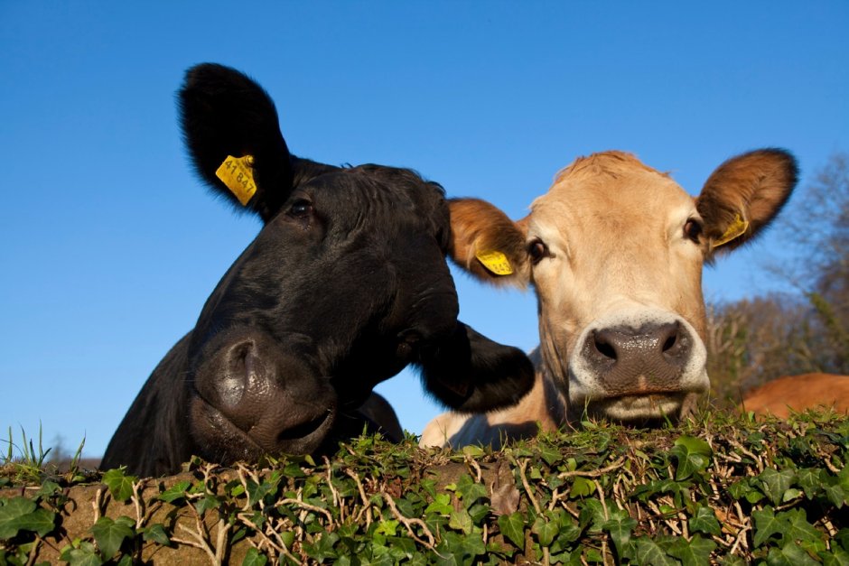 Бык и корова