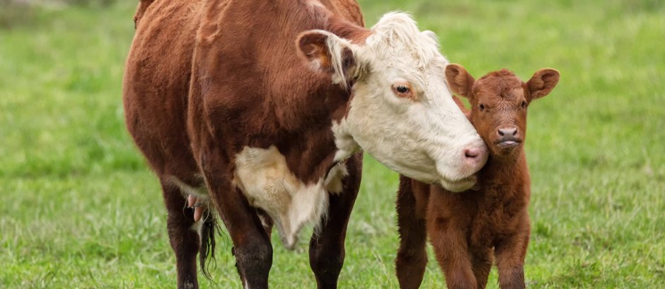 Теленок с мамой