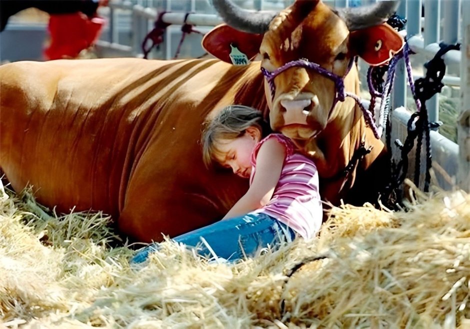 Теленок и человек