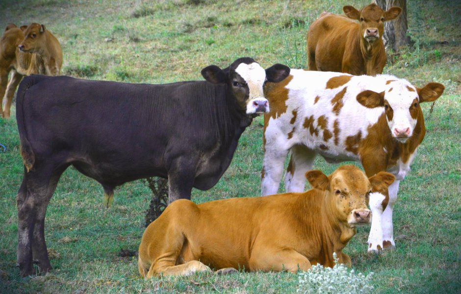 Корова бык теленок