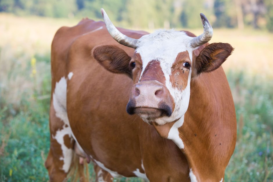 Истобенская порода коров