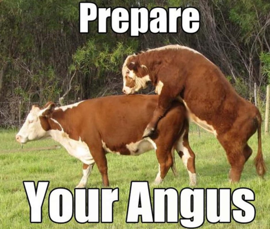 Осеменение Быков коров