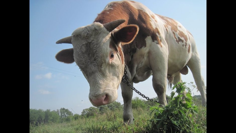 Бык Колхозный