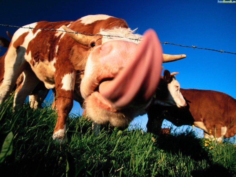 Корова прикол