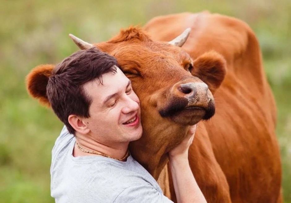 Корова и человек