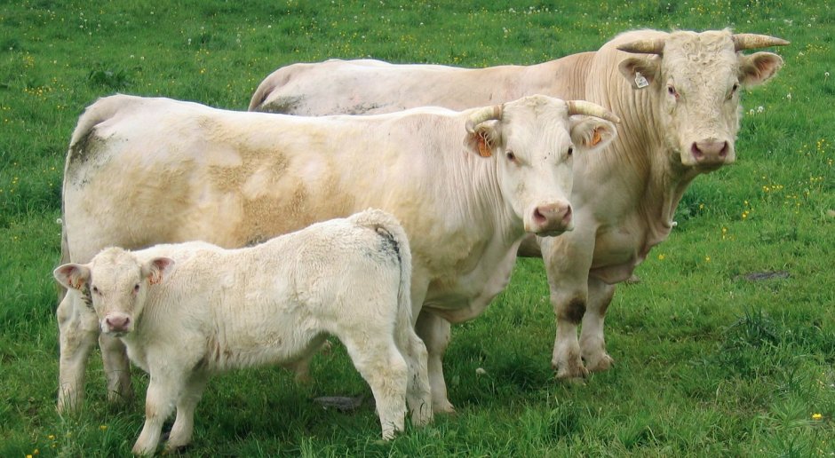 Семья коров
