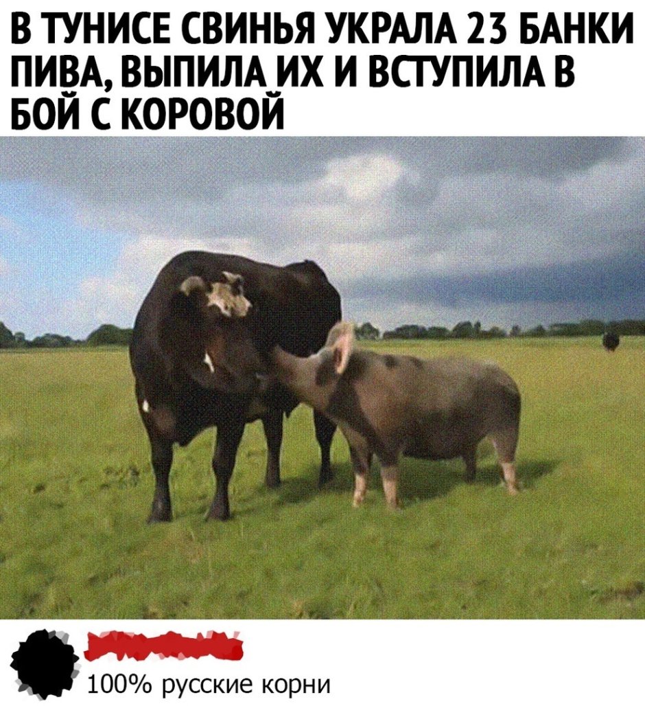 Корова и свинья