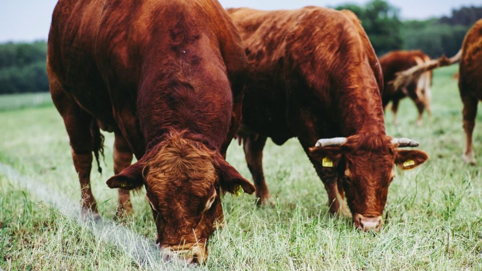 Быки на пастбище