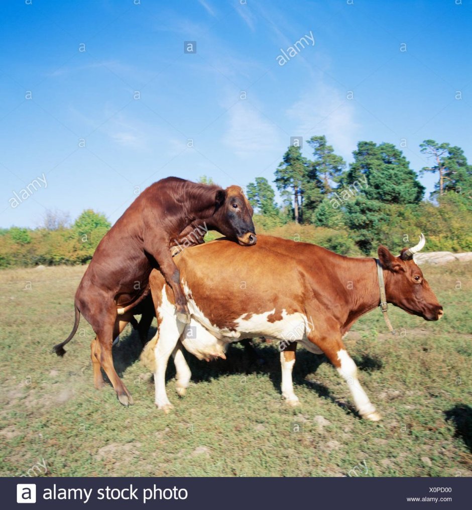 Спаривание Быков с коровами