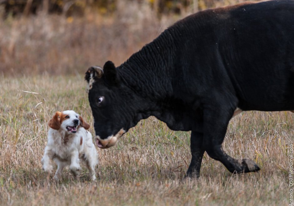 Бык и собака