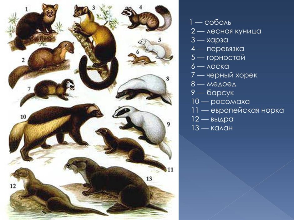 Пушные звери Звероводство