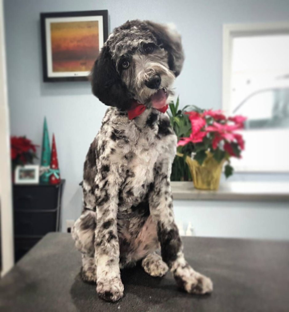 Aussiedoodle порода