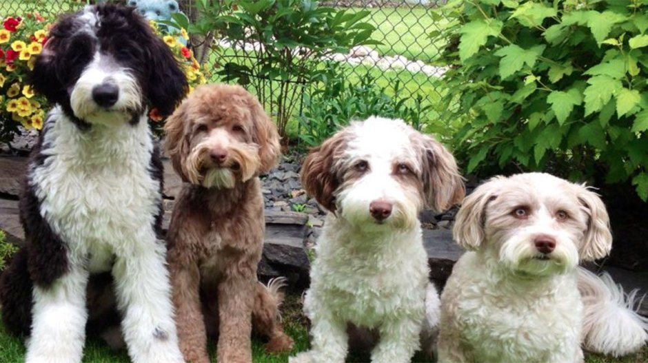Aussiedoodle Dog