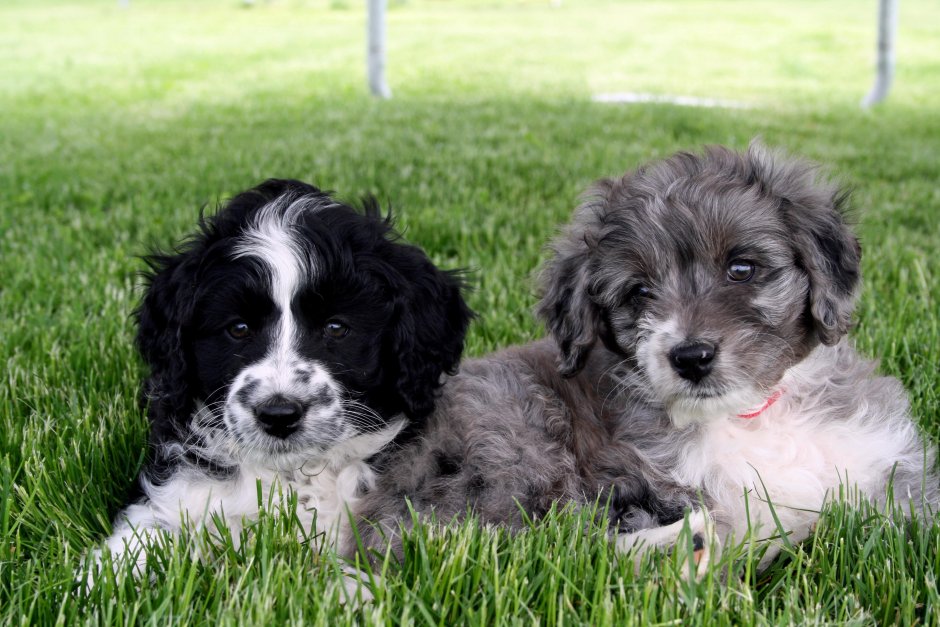 Aussiedoodle Dog