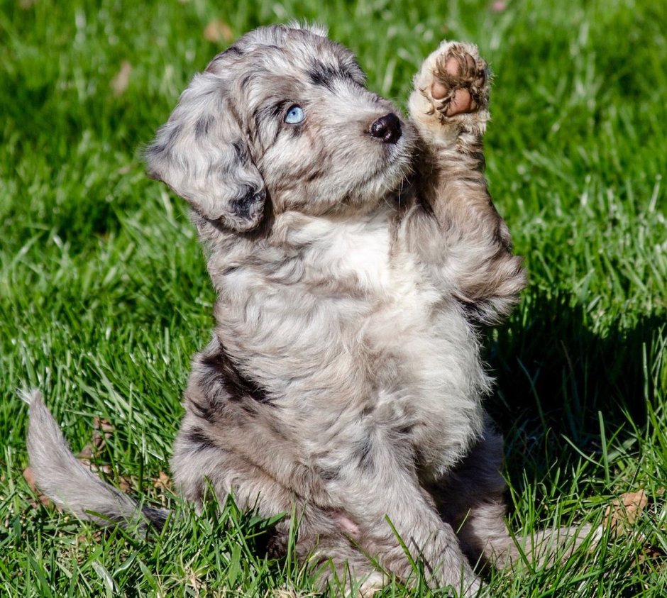 Mini Aussiedoodle порода собак