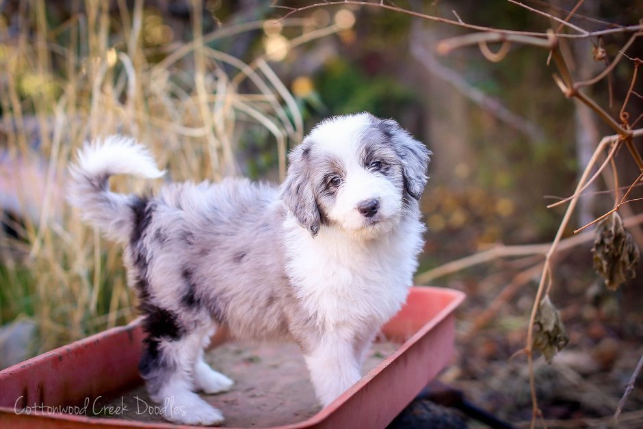 Aussiedoodle порода