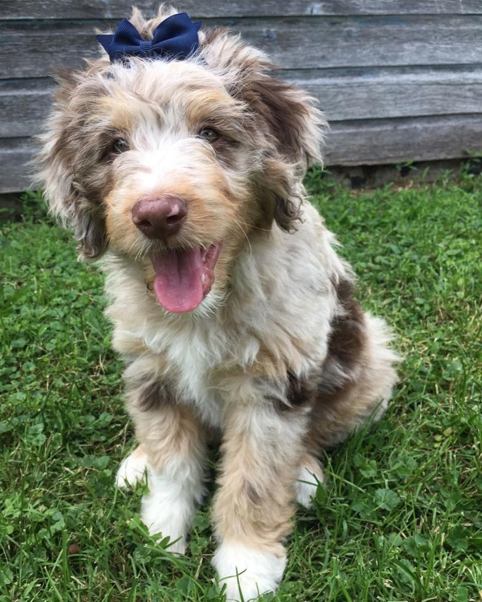 Оссипу «Aussiepoo»