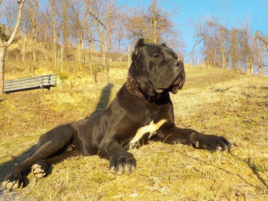 Кане Корсо