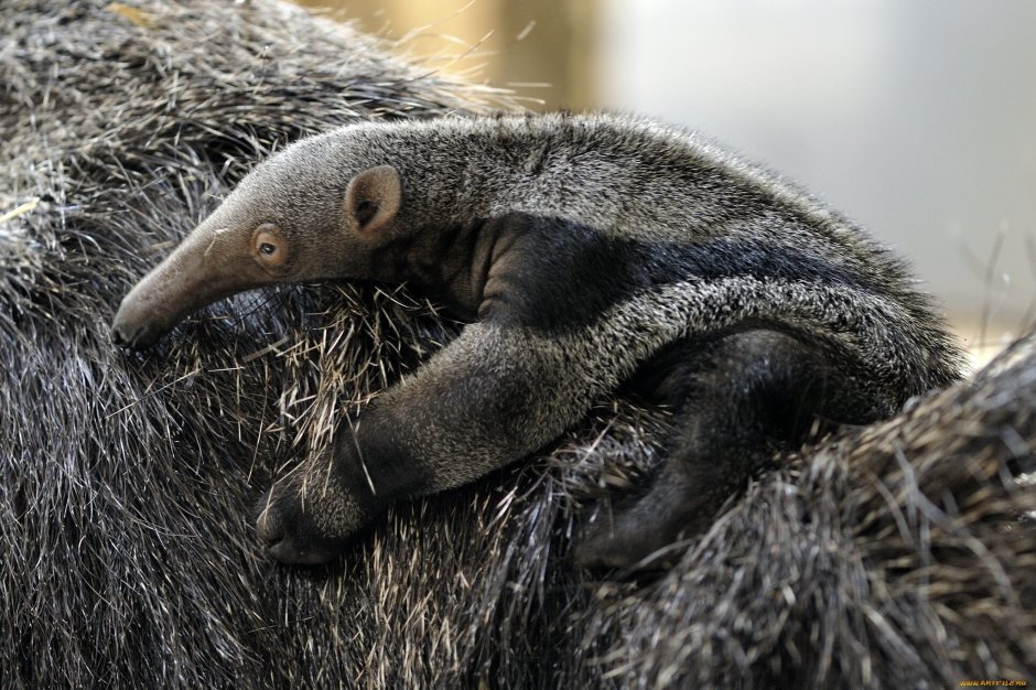 Silky Anteater
