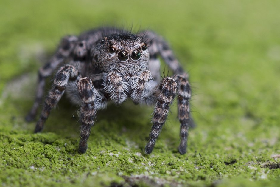 Aelurillus v-insignitus