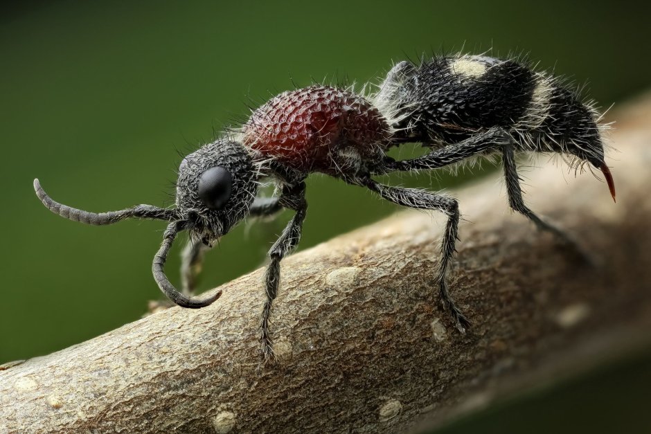 Мохнатый муравей (Mutillidae)