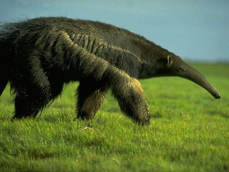Гигантский муравьед крупнейший хищник Южной Америки