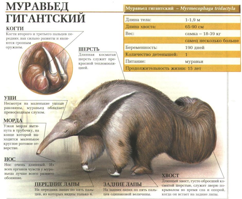Гигантский муравьед описание