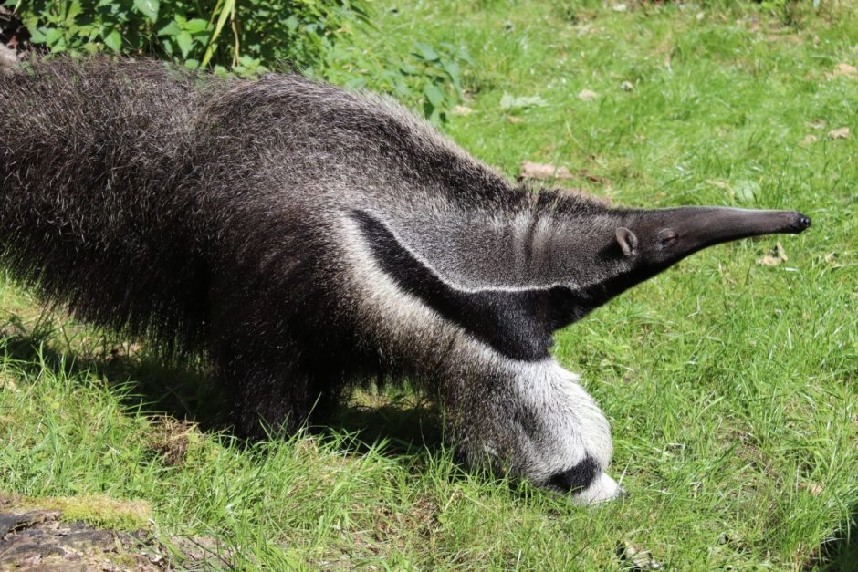 Giant Anteater