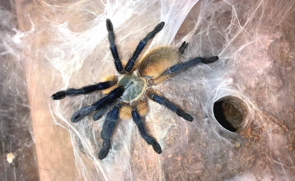 Monocentropus balfouri паутина