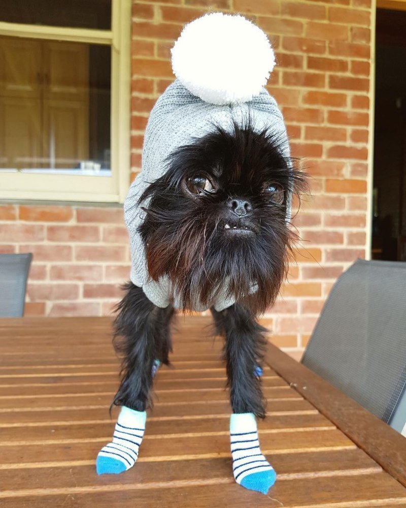 Смешная лохматая собака