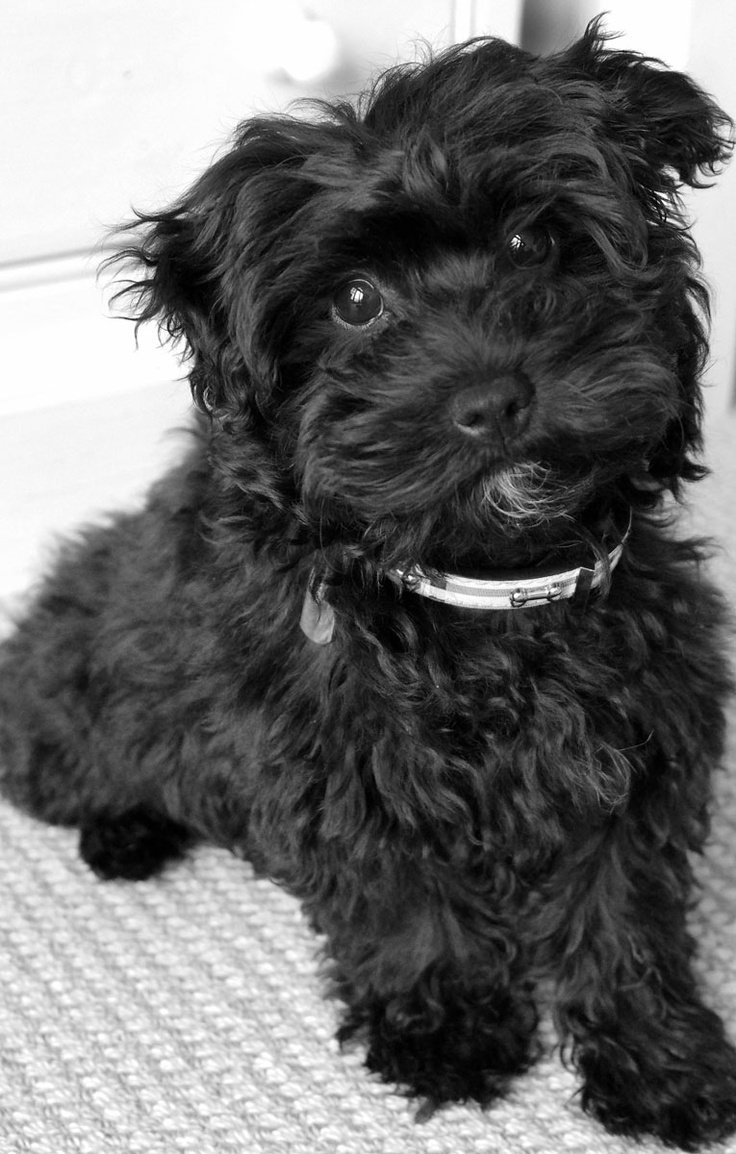 Йоркипу порода