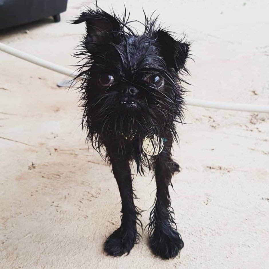 Бельгийский гриффон