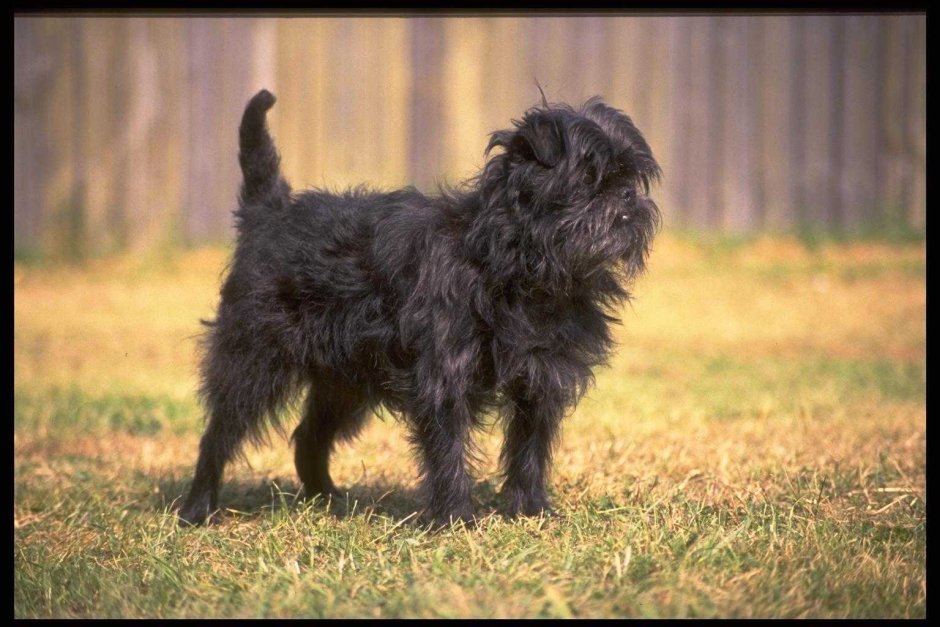 Аффен терьер