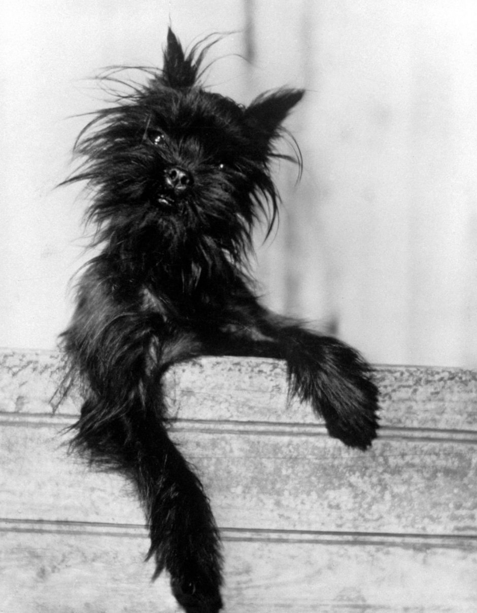 Аффенпинчер Папильон