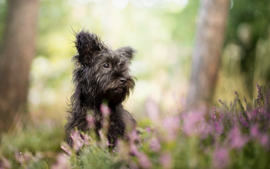 Лохмач терьер