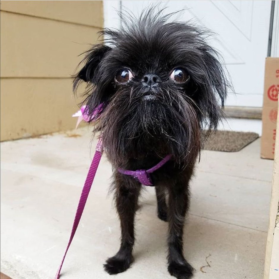 Гриффон собака Аффенпинчер