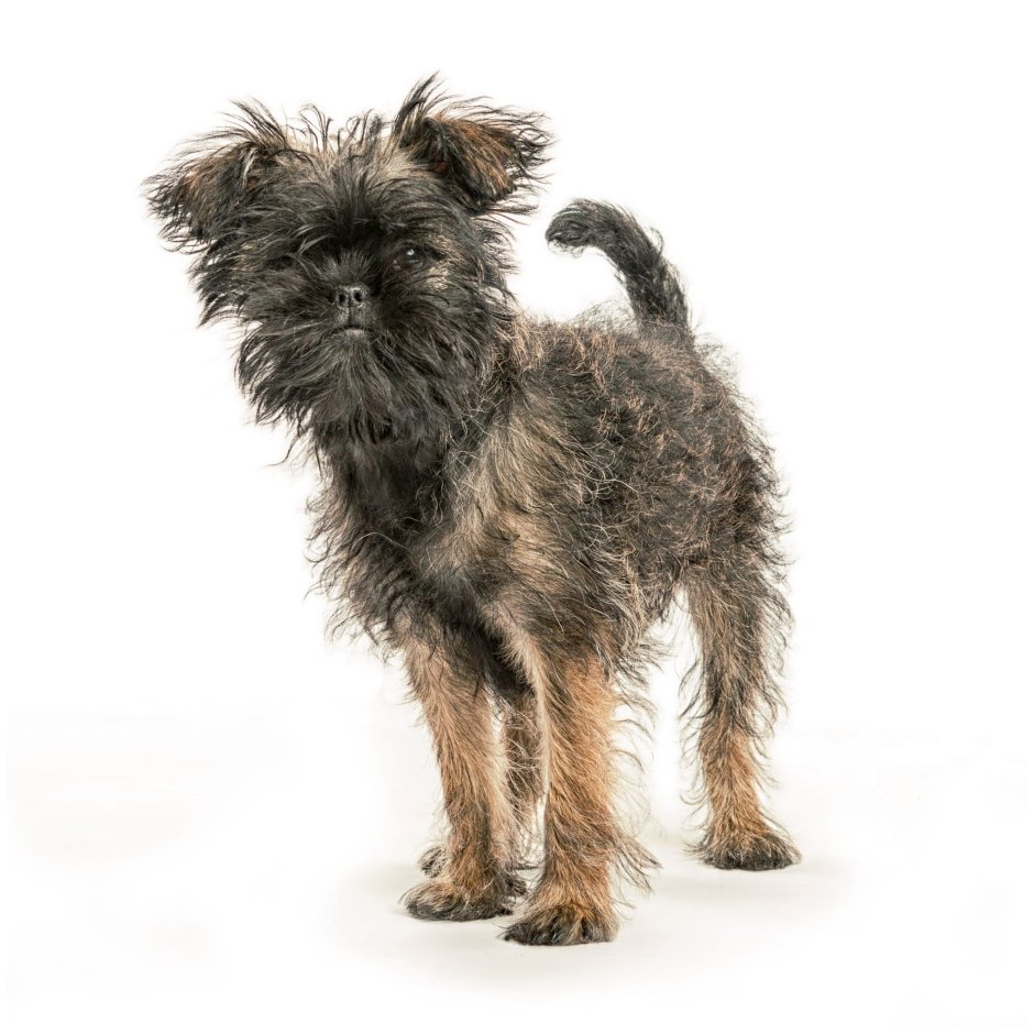 Аффенпинчер жесткошерстный