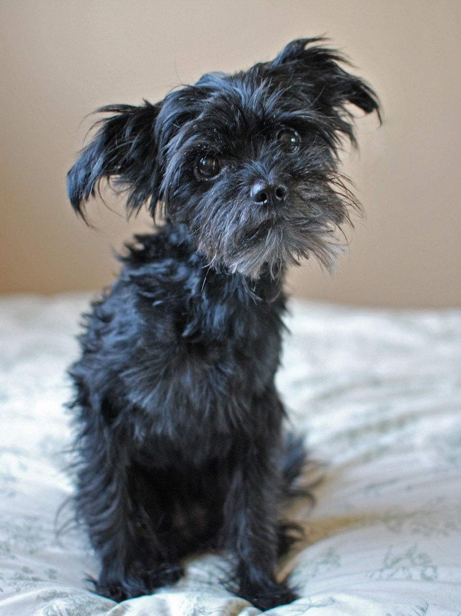 Аффенпинчер Обезьяний пинчер