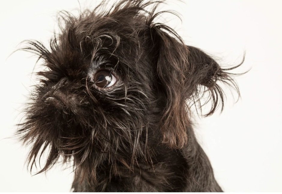 Грифон порода собаки Грифон