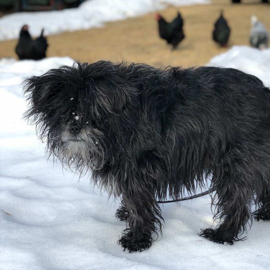 Аффенпинчер порода собак