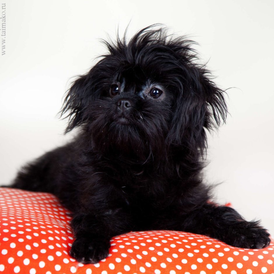 Аффенпинчер белый