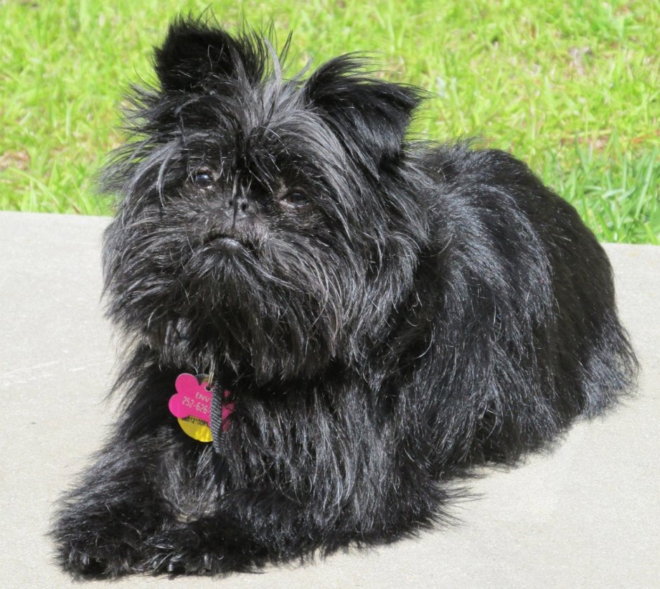 Офин пинчер обизяний пинчер