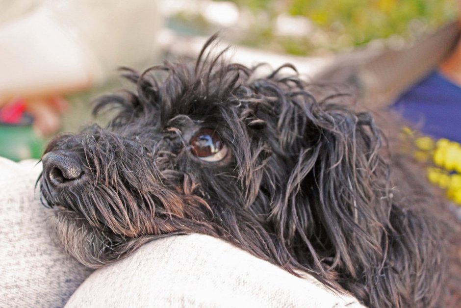 Терьер серый лохматый