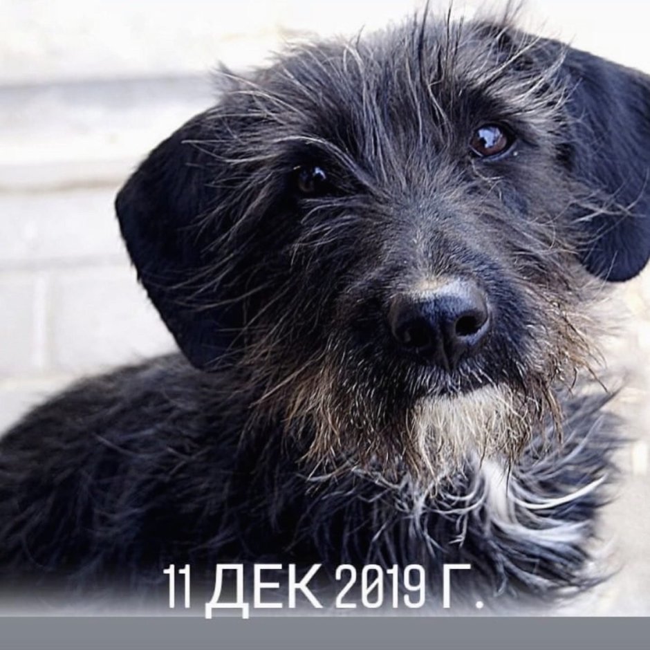 Черный терьер бородатик