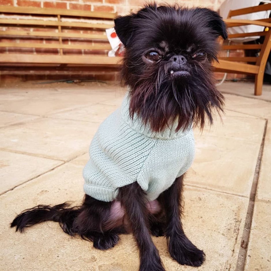 Брюссельский Грифон черный