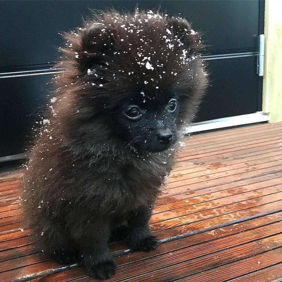 Померанский шпиц черный