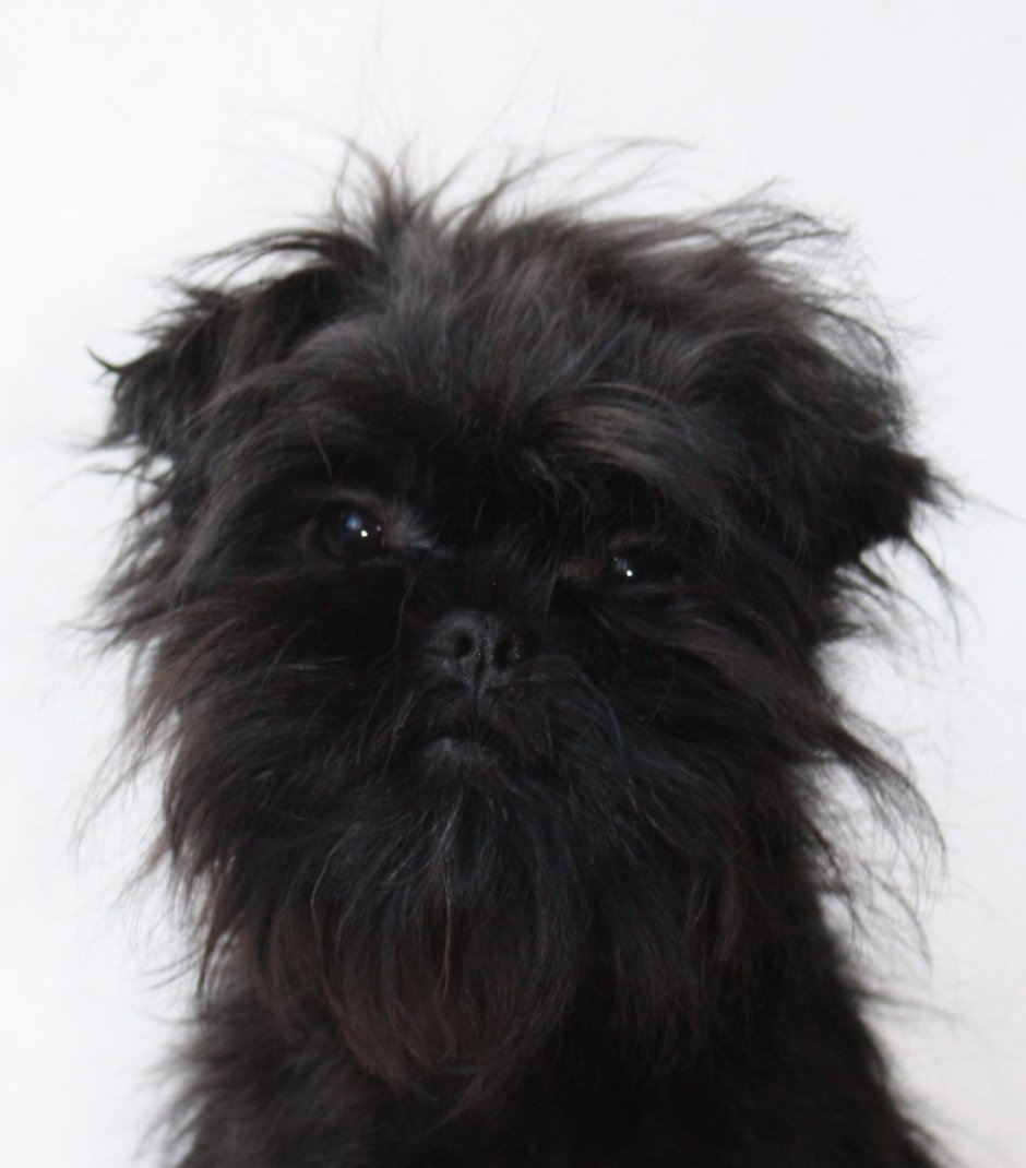 Черная лохматая собака порода