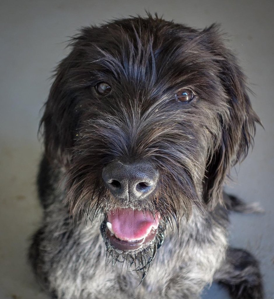 Порода скотч терьер